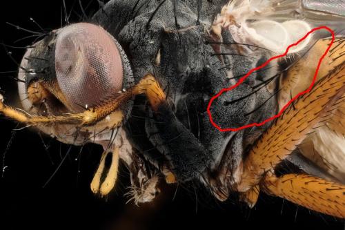 Lispocephala brachialis